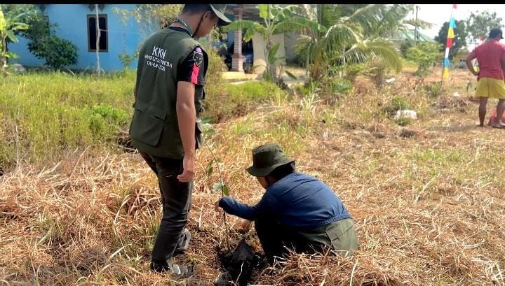 Mahasiswa KKN Universitas Pertiba Tanam 150 Bibit Mangga di Kelurahan Ketapang
